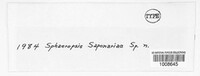 Sphaeropsis saponariae image